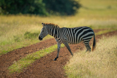 Side view of zebra on field