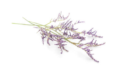 Close-up of flowering plant against white background