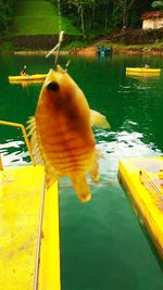 Close-up of fish swimming in lake