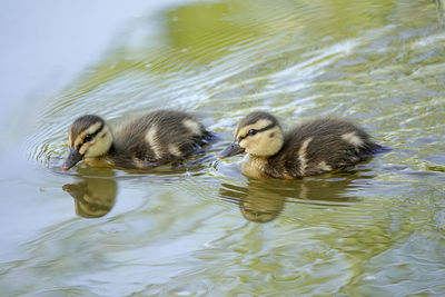 Duck swimming in lake