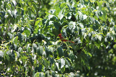 Low angle view of fruits growing on tree