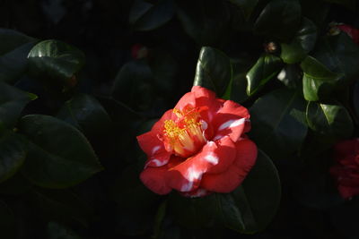 Close-up of red rose flower