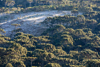 High angle view of trees by sea in city