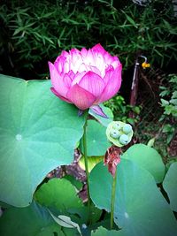 Close-up of pink flower blooming outdoors