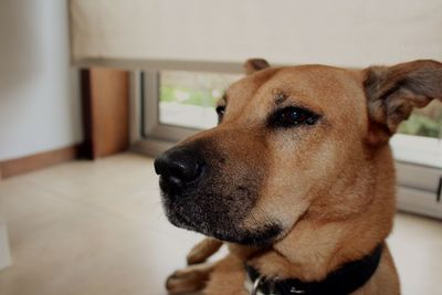 Close-up of dog looking at home