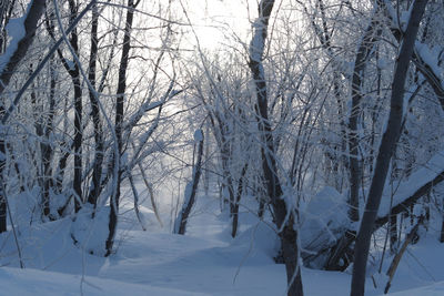 Bare trees in forest during winter