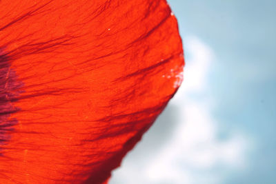 Close-up of red leaf against sky