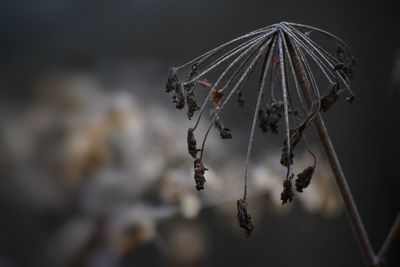 Close-up of spider on web