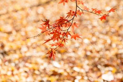 Close-up of red maple leaves on tree