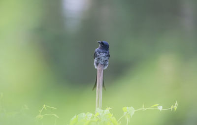 Close-up of bird perching on flower