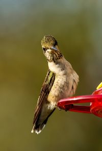 Close-up of a bird