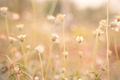 Close-up of flowering plants on field