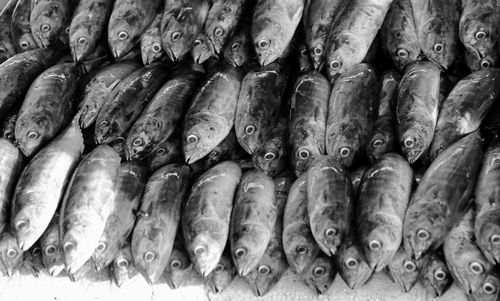 Full frame shot of fish for sale in market