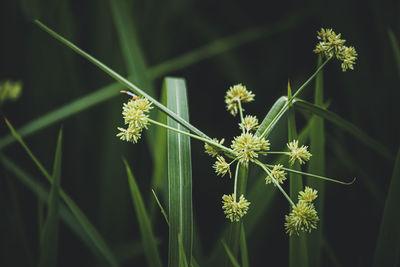 Close-up of flowering plant