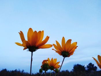 Close-up of yellow cosmos blooming against clear sky