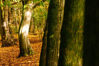 Trees in forest