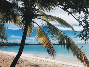 Palm tree growing at beach