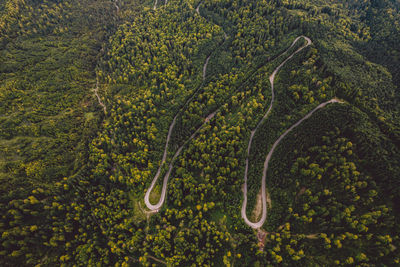 High angle view of road amidst trees