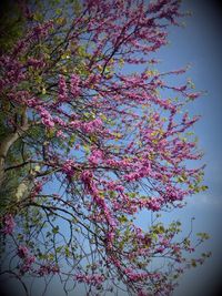 Low angle view of pink flowers