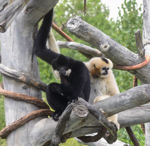 Close-up of monkey sitting on tree