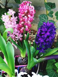 Close-up of flowers blooming outdoors