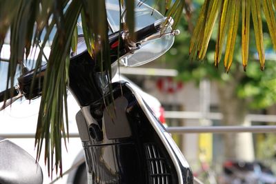 Close-up of bicycle on plant