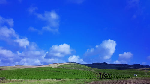 Scenic view of agricultural field against blue sky