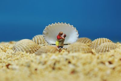 Close-up of shells on the beach