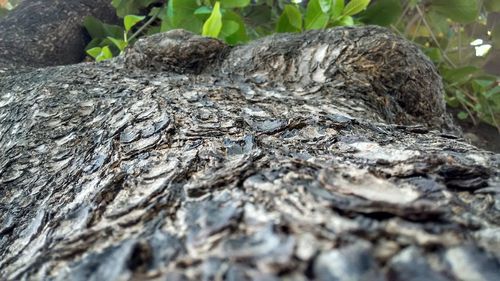 Close-up of lizard on tree trunk