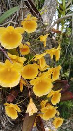 Close-up of yellow flowers blooming in field