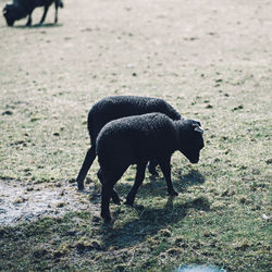 View of black sheep grazing in field