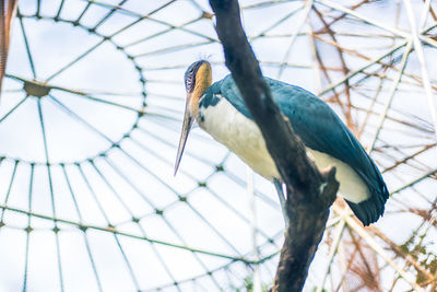 Low angle view of bird perching on branch