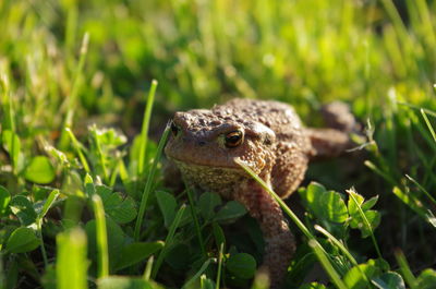 Close-up of frog on plant