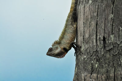 Close-up of lizard on tree trunk against clear sky