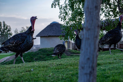 Bird perching on a field