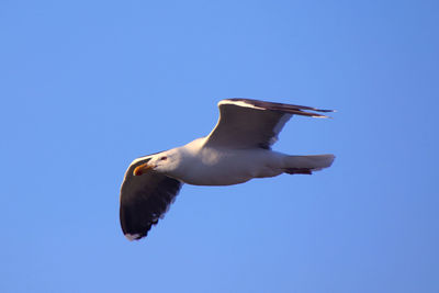 Low angle view of seagull flying