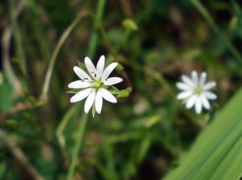 Close-up of white flowering plant