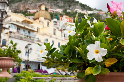 Close-up of flowering plant against building