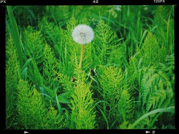 Close-up of plant growing on field