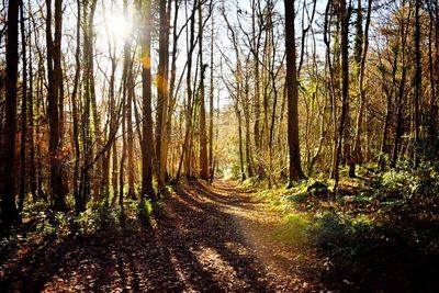 Trees in forest during autumn