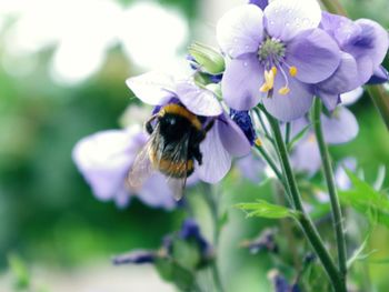 Close-up of bee on flower