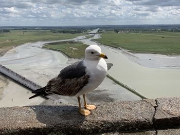 Seagull on a sea shore