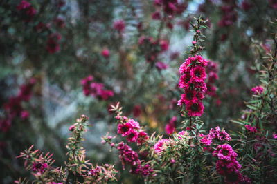 Close-up of fresh pink flowers blooming outdoors