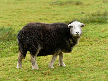 Sheep standing in a field