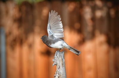 Close-up of bird against blurred background