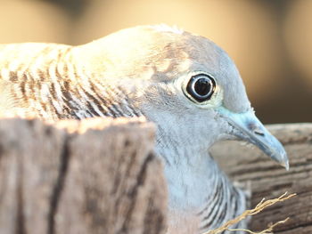 Close-up of a bird