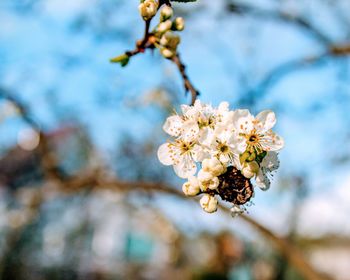 Close-up of cherry blossom tree