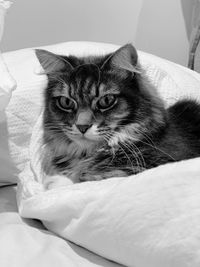 Close-up portrait of a cat resting on bed