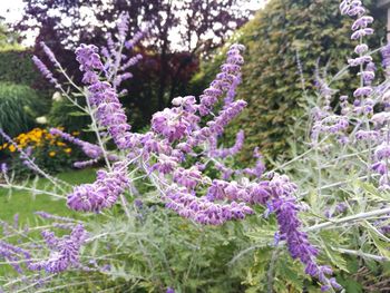 Close-up of purple flowers