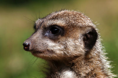 Close-up of a dog looking away